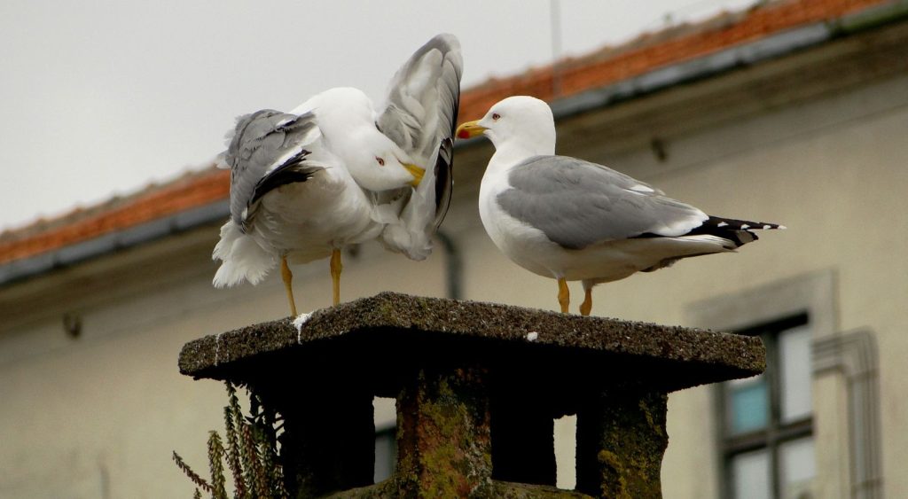 Birds in chimneys - Chimney Caps - Chimney cleaning - Sweep chimney - Seagulls